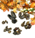 Baltic Amber Rough (Good health)